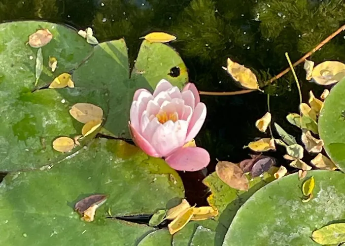 Csomopont Csaladi Vendeghaz Lejlighed